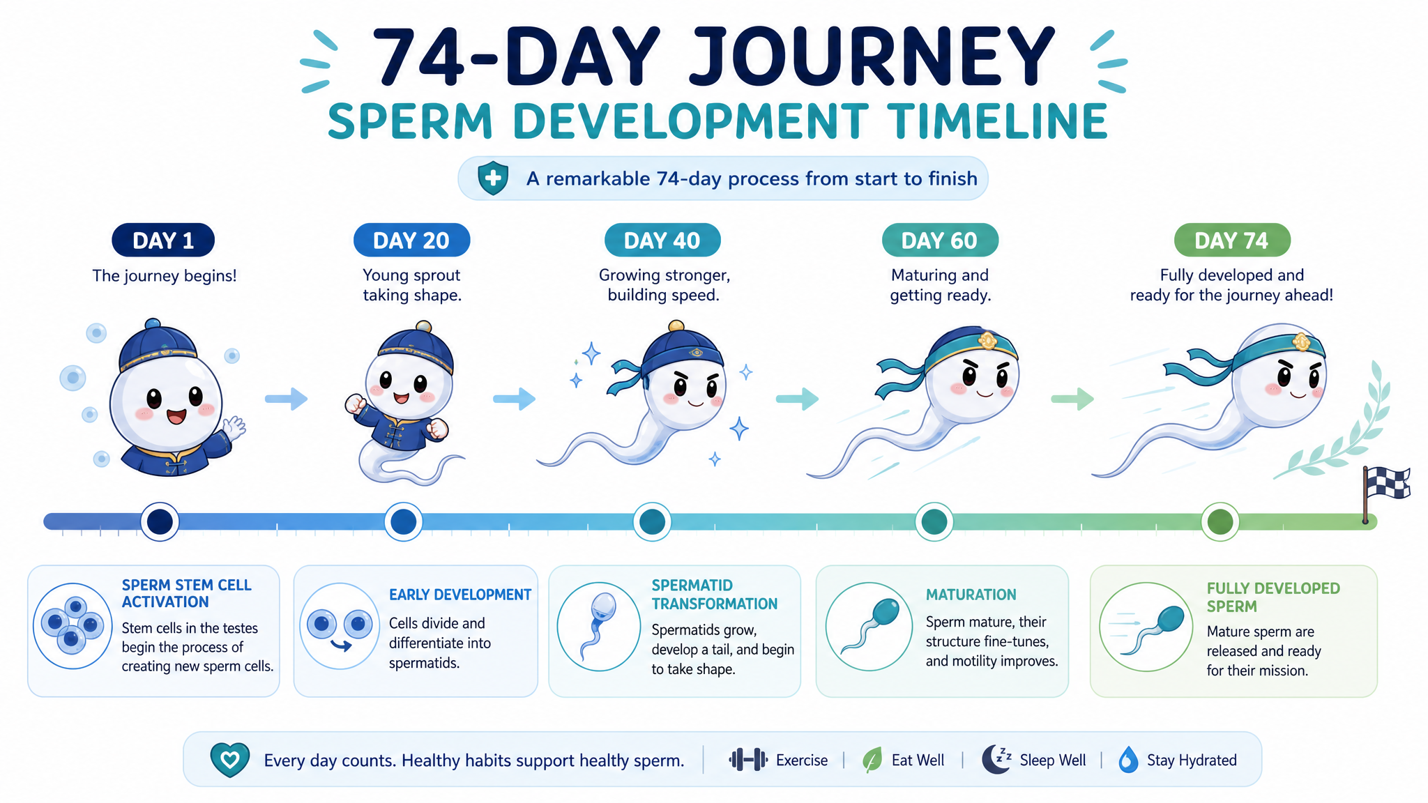 A clean, modern infographic style illustration showing a 74-day timeline of sperm development. Featuring cute, stylized cartoon Chinese sperm characters evolving over time on a calendar track. Bright, professional medical-lite aesthetic, soft pastel colors, educational and engaging, high quality.