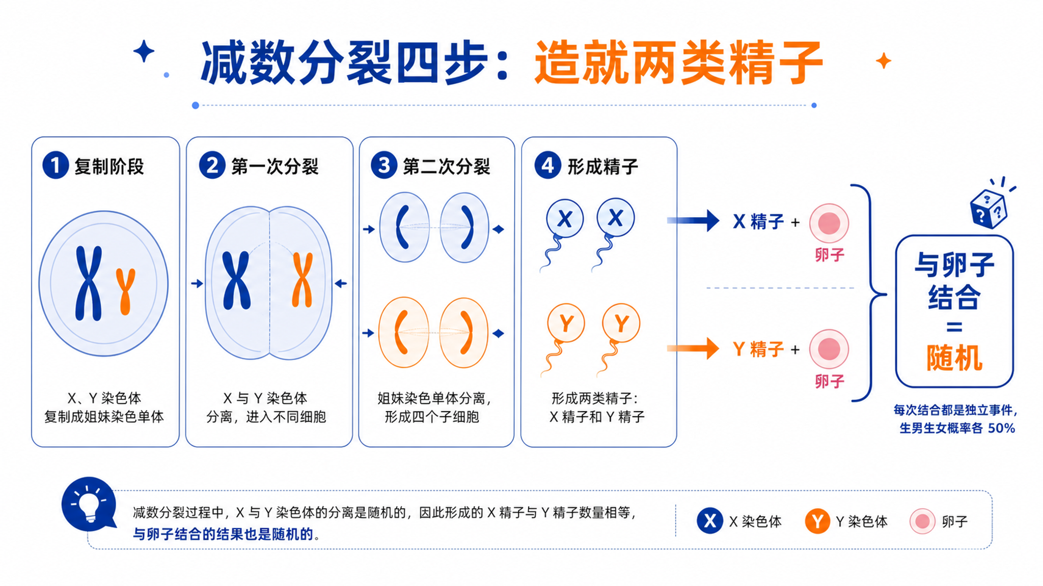 把“生男生女”的压力从她身上拿走：XY随机这课该爸爸讲