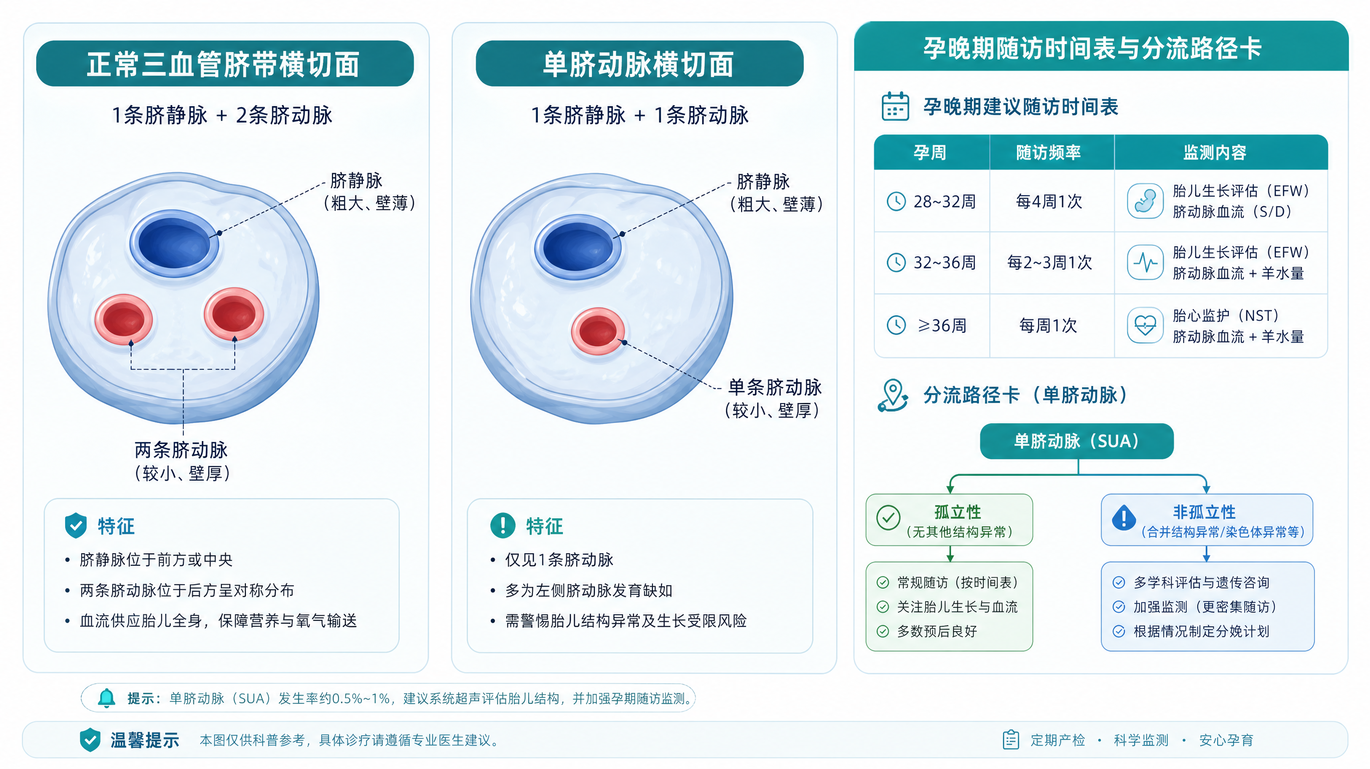 B超写单脐动脉别慌：先确认是不是孤立性
