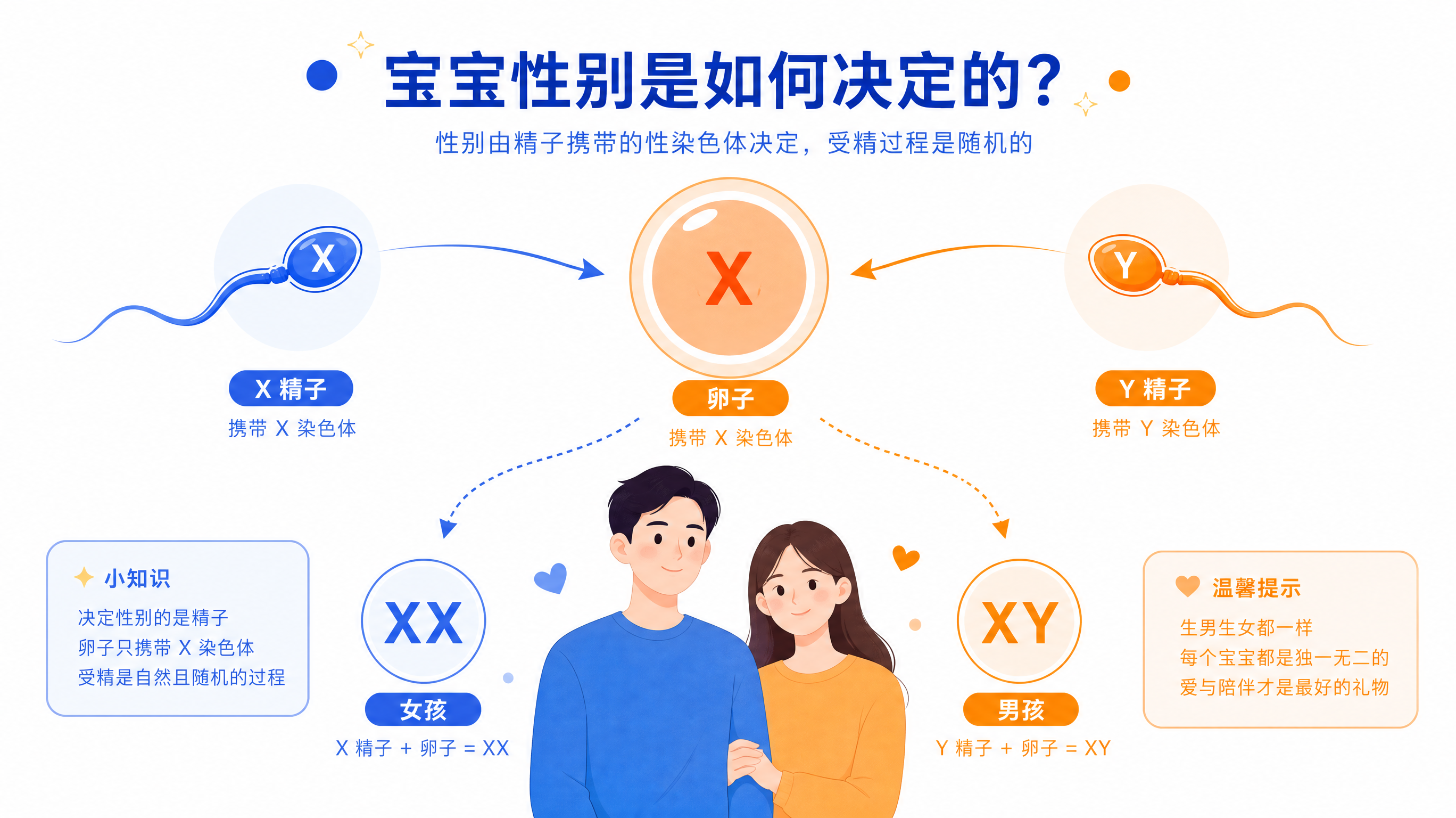 生男生女真不是女方的事：卵子只给X，开关在精子X或Y