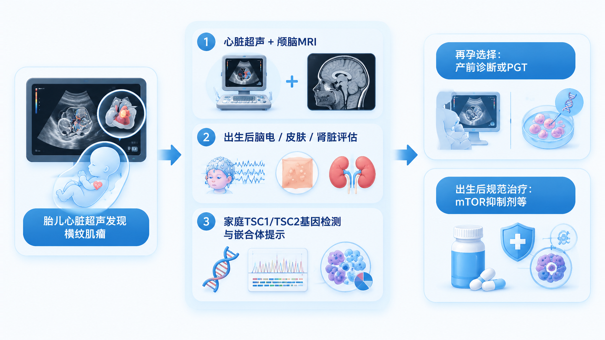 竖版信息图海报风格,超声灰与脑科学蓝配色,画面中心是一条清晰流程线:左侧为“胎儿心脏超声发现横纹肌瘤